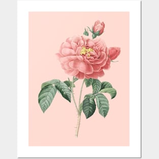 Pink Rose Flower Vintage Botanical Illustration Posters and Art